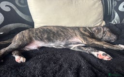 Cane Corso dogs for sale: Cane corso puppies - Image 15