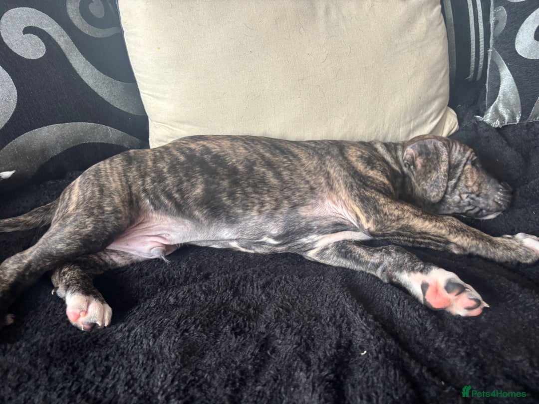 Cane Corso dogs for sale: Cane corso puppies - Image 15