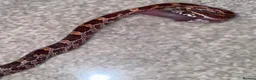 Corn Snake reptiles for sale: Baby Corn Snakes 🐍  - Advert 21