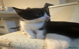 British Shorthair cats for sale: British Shorthair x Striped Tabby Kittens –2 Males - Image 26