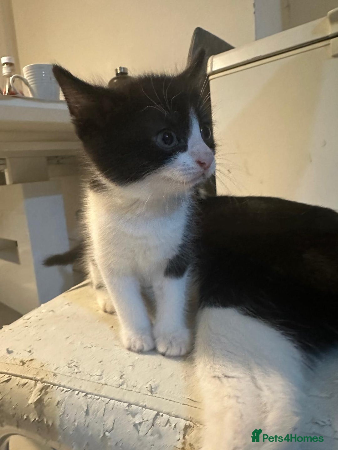 British Shorthair cats for sale: British Shorthair x Striped Tabby Kittens –2 Males - Image 26
