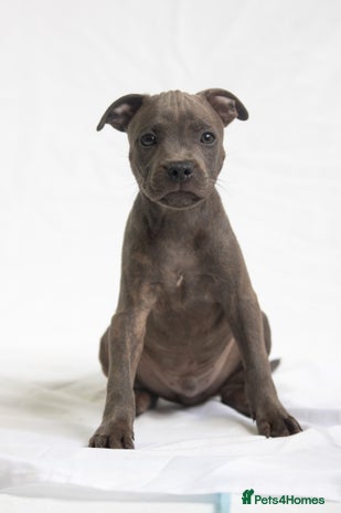 Staffordshire Bull Terrier dogs - Advert 2