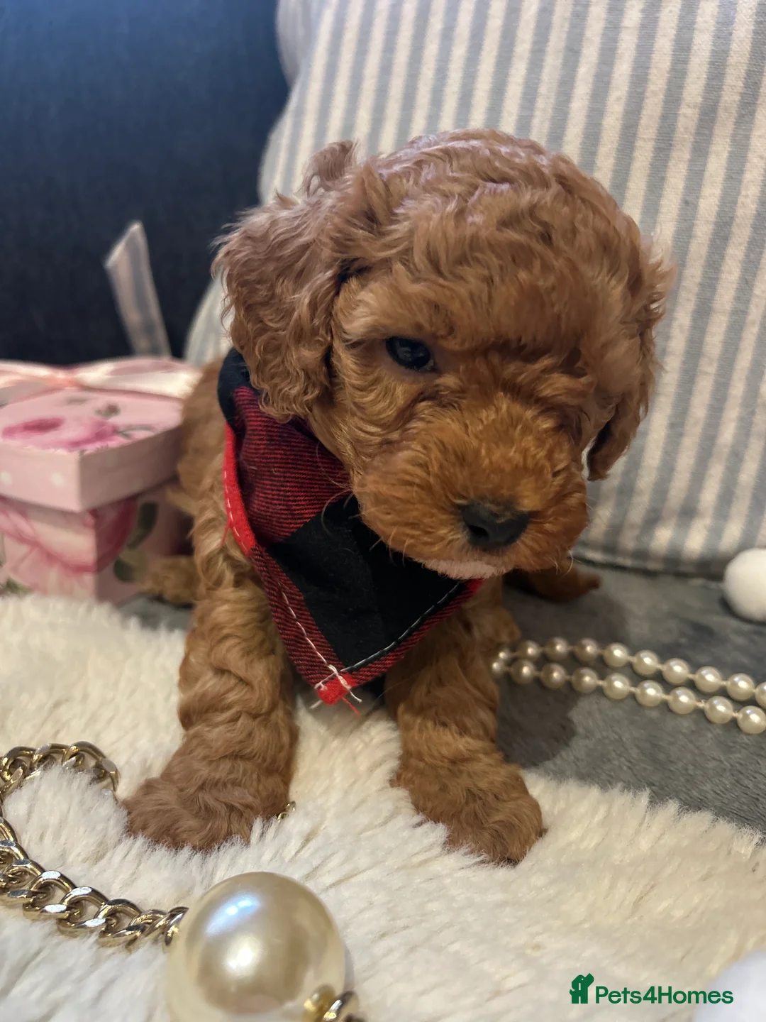Toy Poodle dogs for sale: 🐩 Toy Poodle Red Puppies - Advert 2
