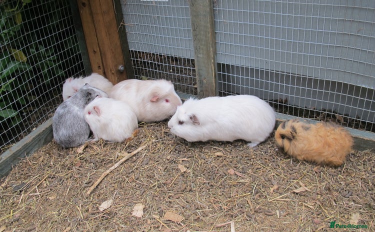 Guinea Pig rodents - Advert 7