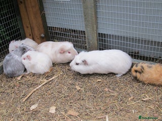 Guinea Pig rodents - Advert 2