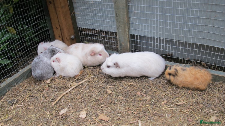 Guinea Pig rodents - Advert 2