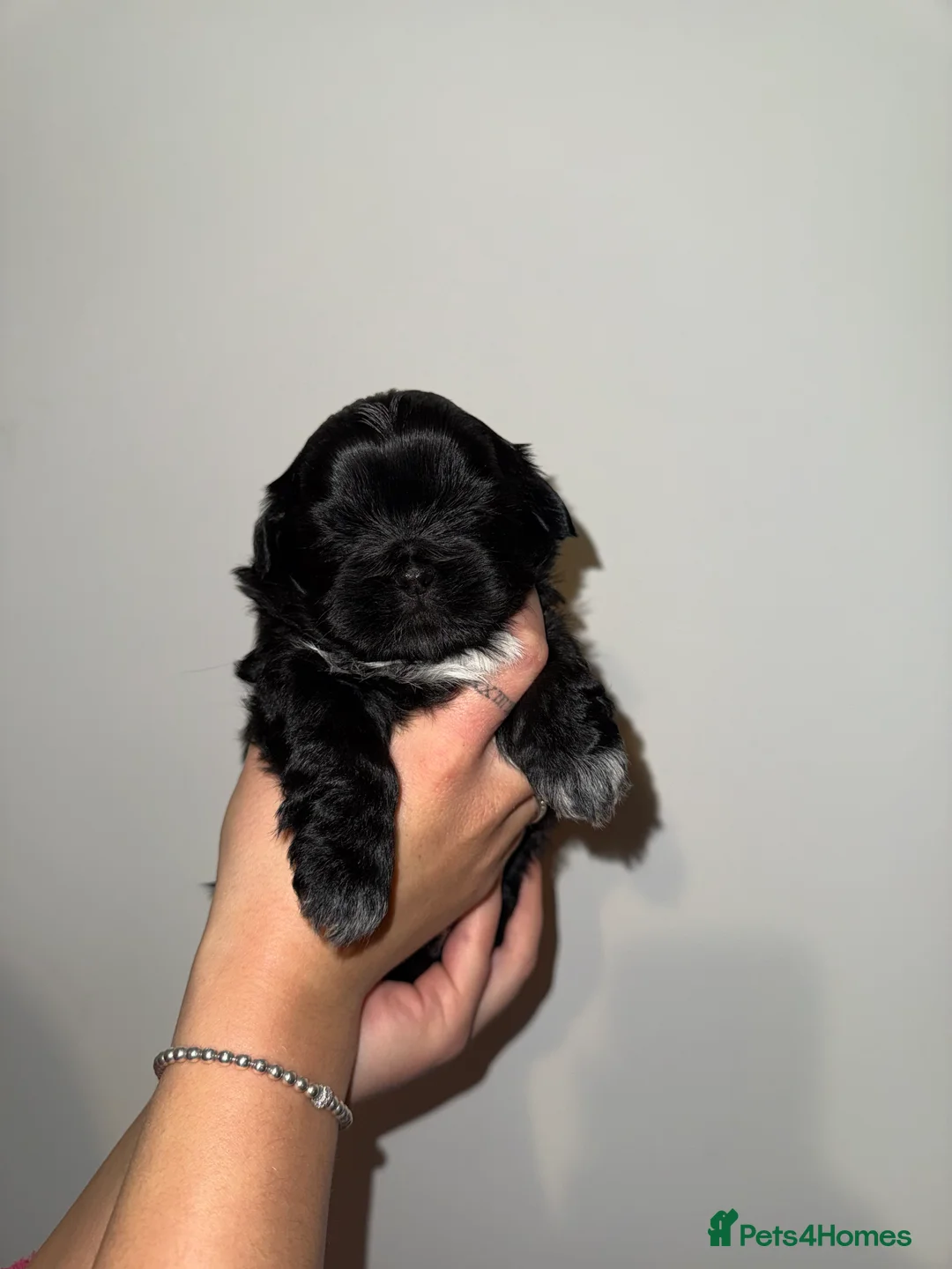 Shih Tzu dogs for sale: Shih Tzu - Advert 9