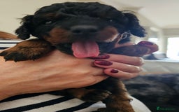 Cockapoo dogs for sale: F2 Cockapoo puppies for sale  - Image 31