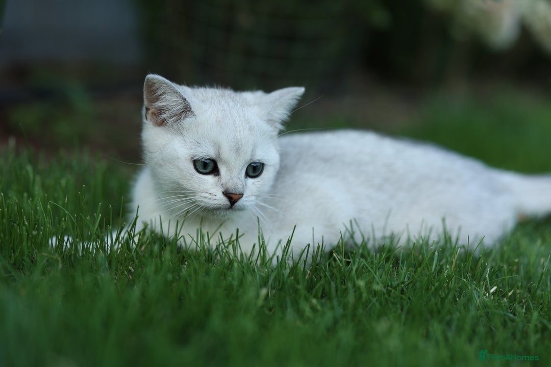 Scottish Fold cats for sale: Last Boy very good price!as we're going in holiday - Image 6