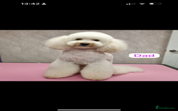 Cavapoo dogs for sale: Extensively Health Tested Apricot Cavapoo pups - Image 6