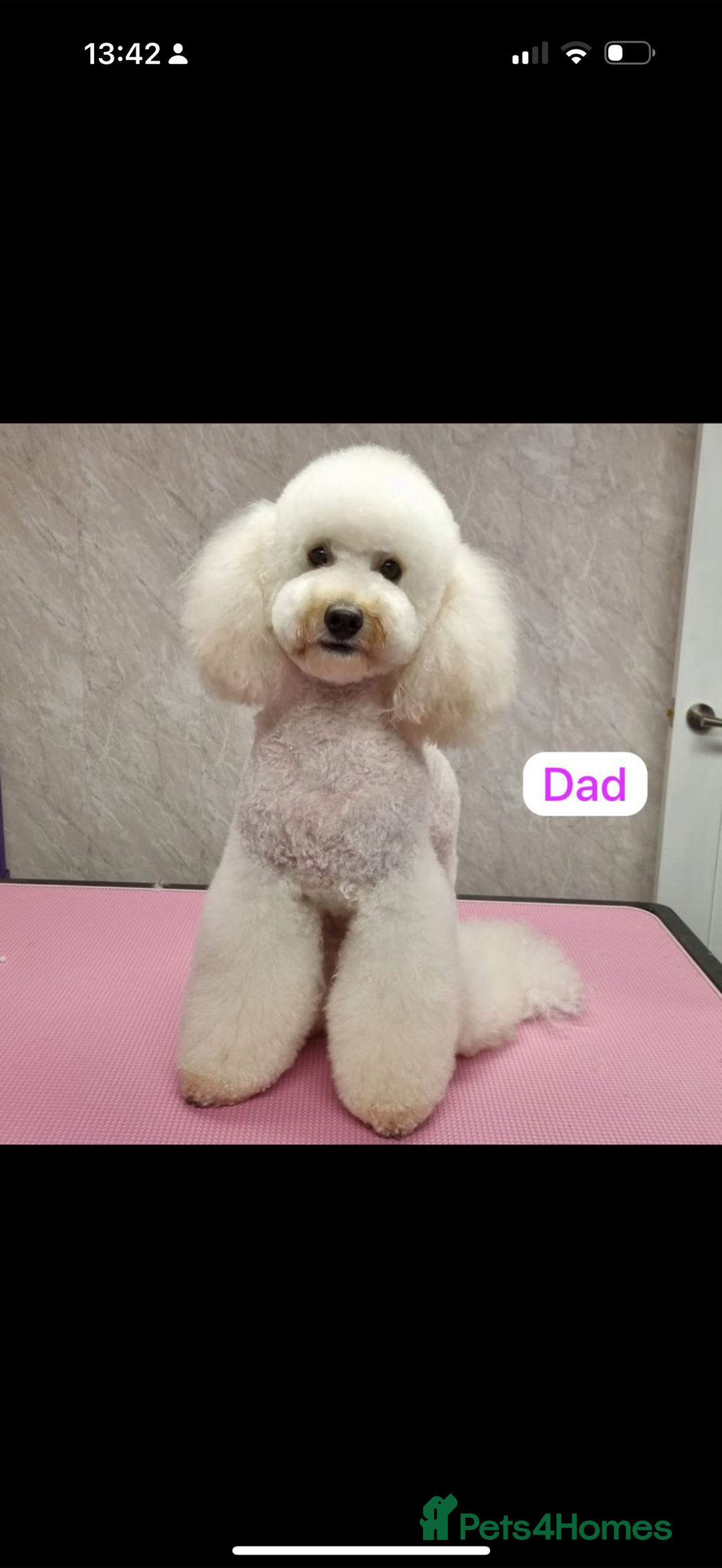 Cavapoo dogs for sale: Extensively Health Tested Apricot Cavapoo pups - Image 6