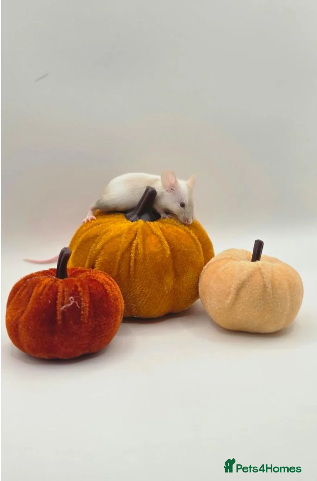 Mouse rodents for sale: girl mice - Advert 1