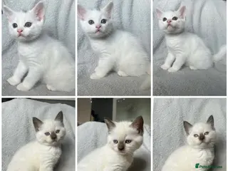 British Shorthair cats 2 GORGEOUS BROTHERS BRITISH SHORT HAIR X KITTENS - Advert 1