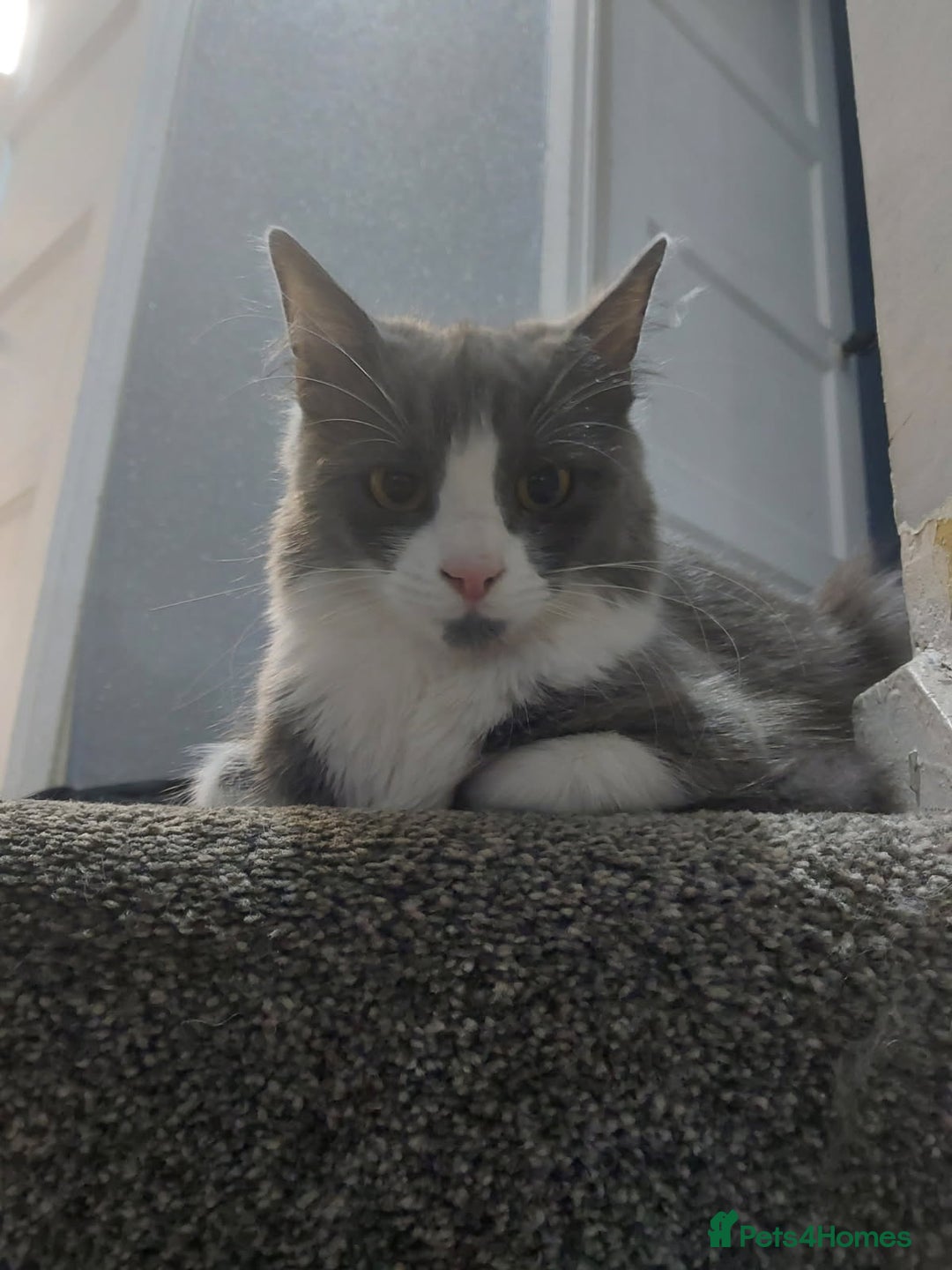 Mixed Breed cats for sale: Maincoon cross - Advert 1