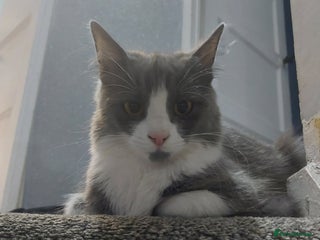 Mixed Breed cats Maincoon cross - Advert 8