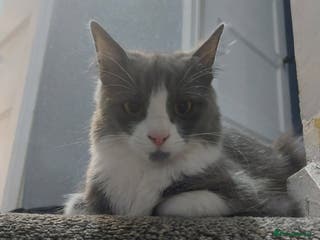 Mixed Breed cats Maincoon cross - Advert 17