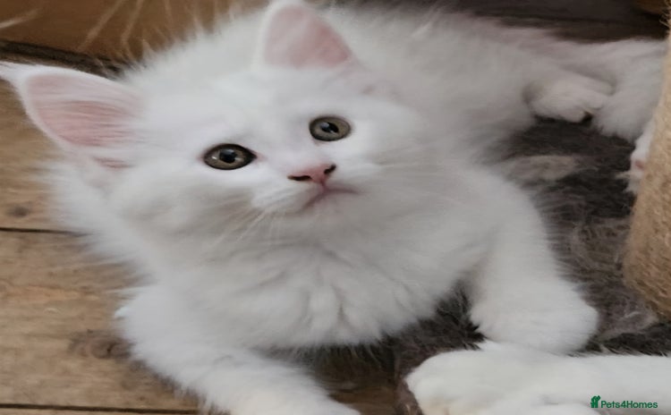 Maine Coon cats - Advert 10