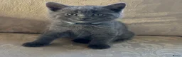 Mixed Breed cats for sale: British Blue cross kittens  - Advert 4