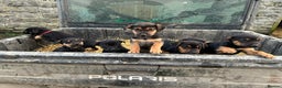 Mixed Breed dogs for sale: Huntaway X Puppies for Sale - Advert 17