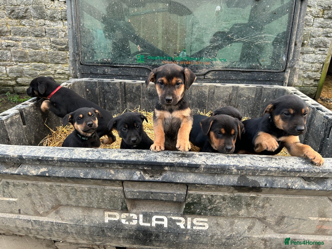 Mixed Breed dogs for sale: Huntaway X Puppies for Sale - Advert 17