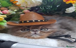 Persian cats for sale: Two beautiful boy kittens  - Image 14