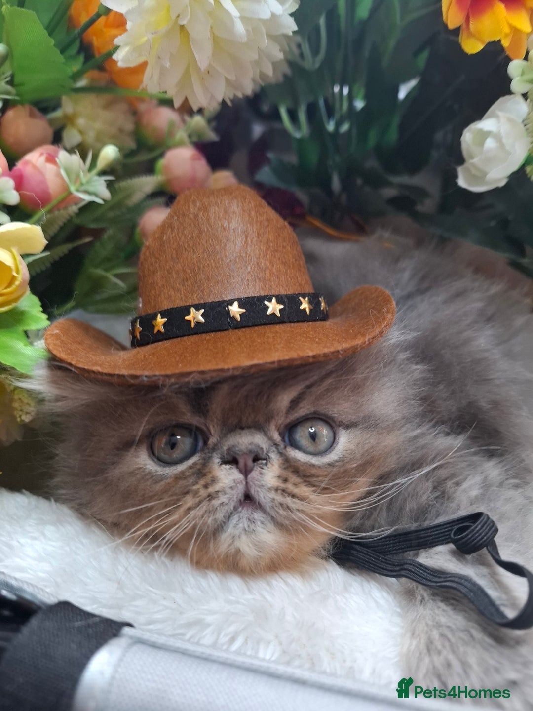 Persian cats for sale: Two beautiful boy kittens  - Image 14