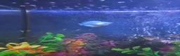 Other/Mixed Breed fish for sale: Fish tank with fish and accessories in Manchester - Advert 5