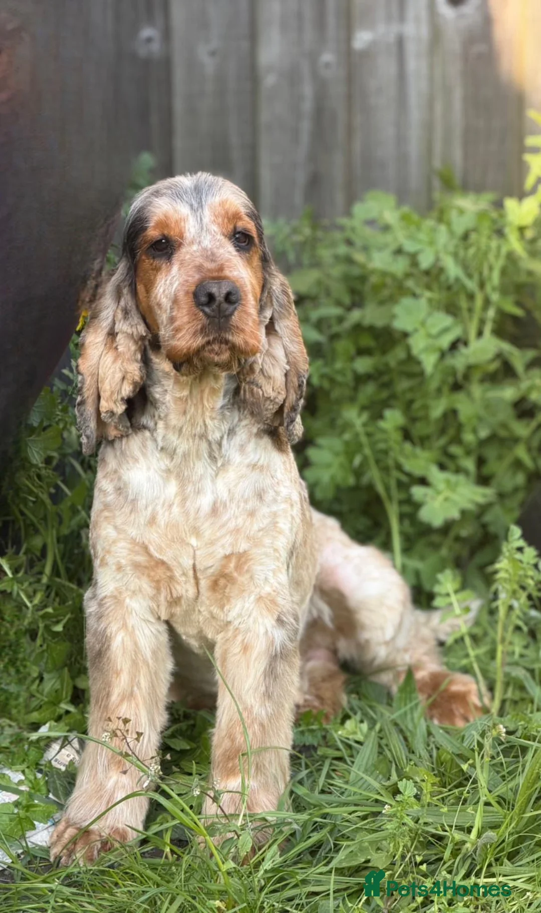 Cocker Spaniel dogs for sale: Male show type cocker spaniel  - Advert 1