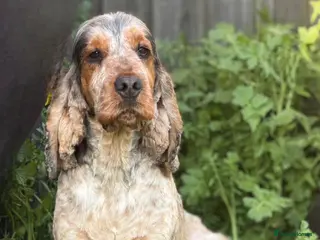 Cocker Spaniel dogs Male show type cocker spaniel - Advert 1