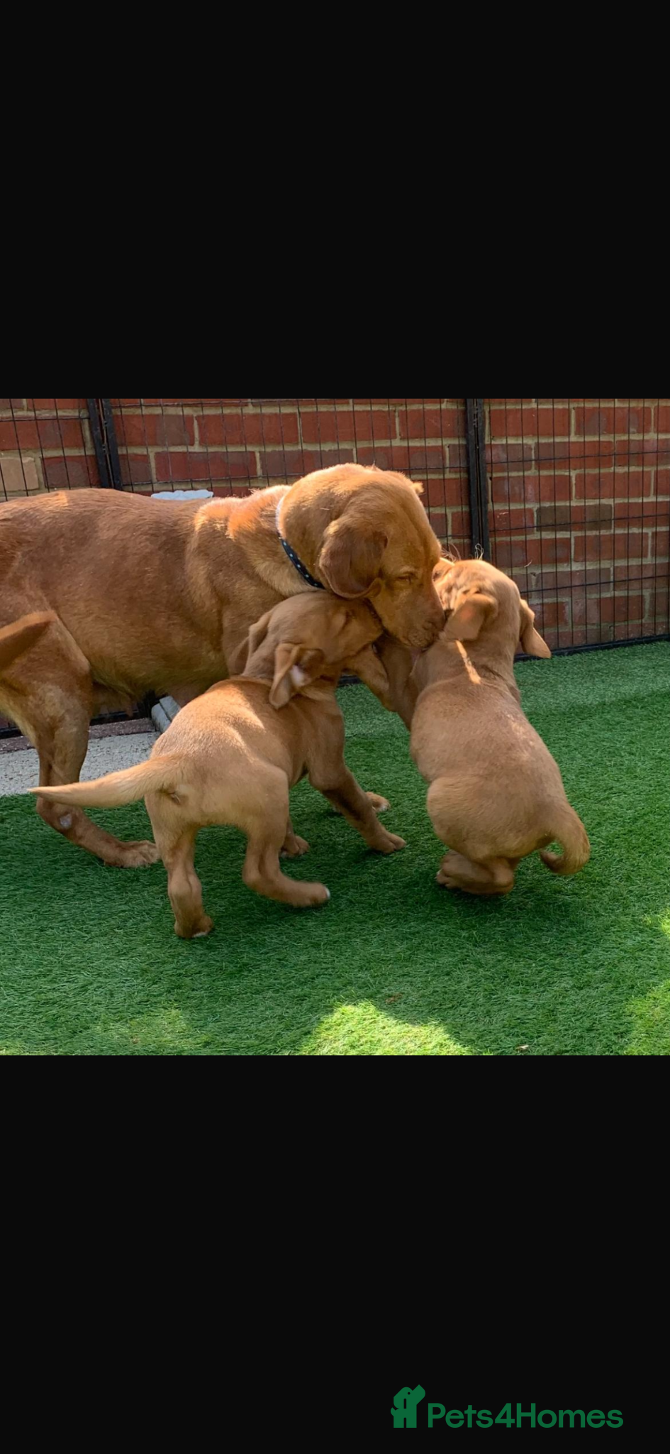 Labrador Retriever dogs for sale: Fox red Labrador  - Advert 1