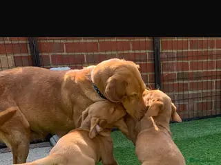 Labrador Retriever dogs Fox red Labrador - Advert 2