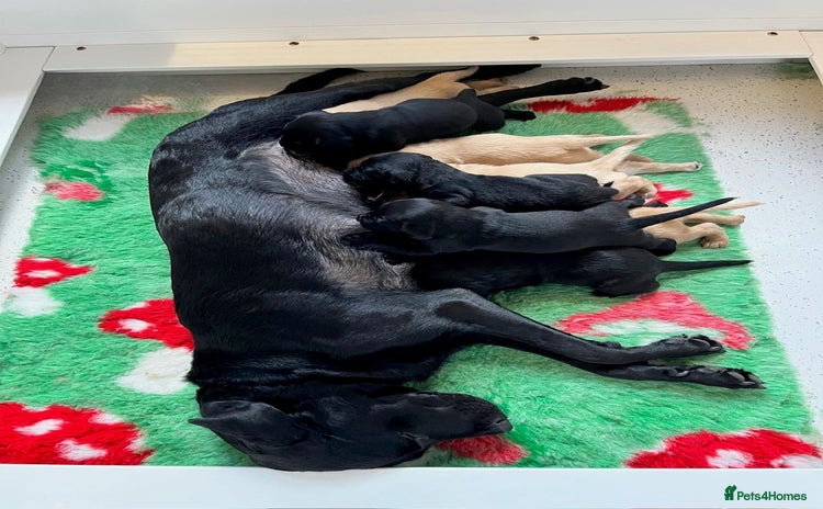 Labrador Retriever dogs - Advert 1