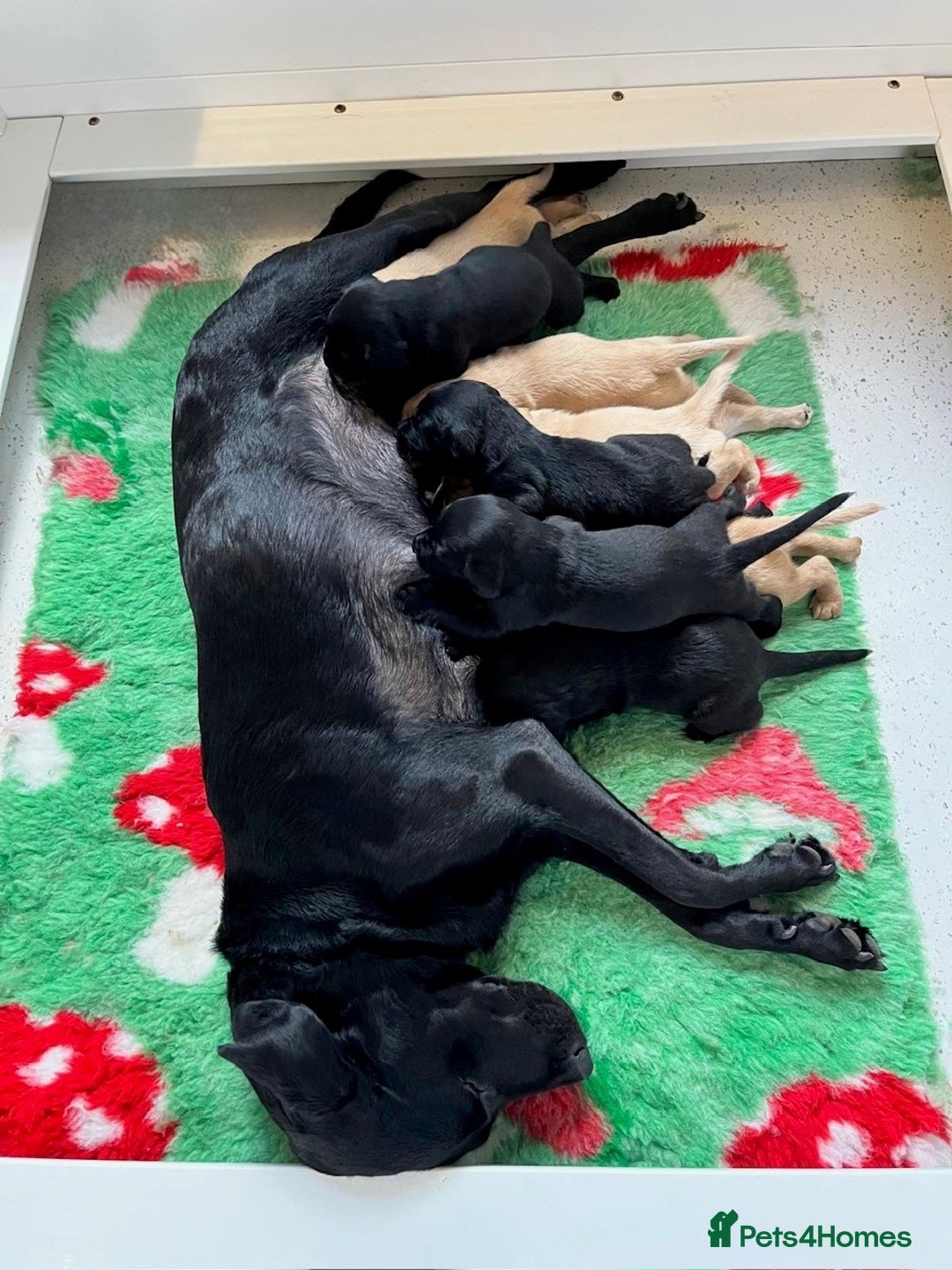 Labrador Retriever dogs for sale: Fully Health & Eye tested parents KC Registered A* - Image 1