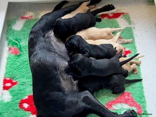 Labrador Retriever dogs - Advert 2