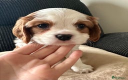 Cavalier King Charles Spaniel dogs for sale: Fully health tested CKCS 🐶💙🐾 - Image 20