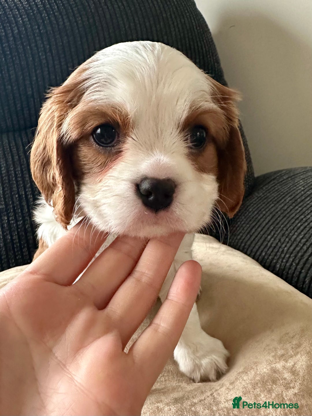 Cavalier King Charles Spaniel dogs for sale: Fully health tested CKCS 🐶💙🐾 - Image 20