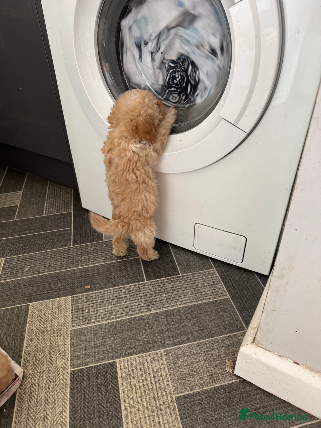 Toy Poodle dogs for sale: Toy Poodles  - Image 4