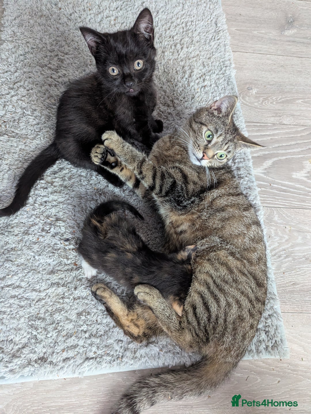 Domestic Shorthair cats for sale: Cats requiring living homes  - Image 7