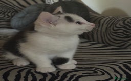 Mixed Breed cats for sale: Gorgeous male fur baby, half ragdoll - Image 2
