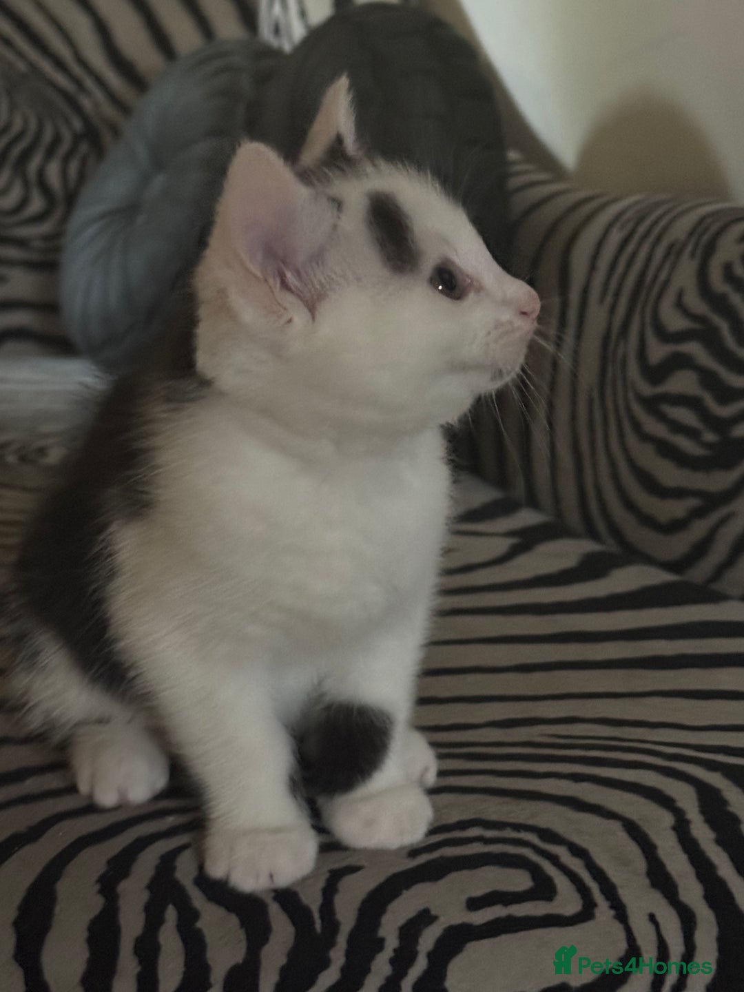 Mixed Breed cats for sale: Gorgeous male fur baby, half ragdoll - Image 2