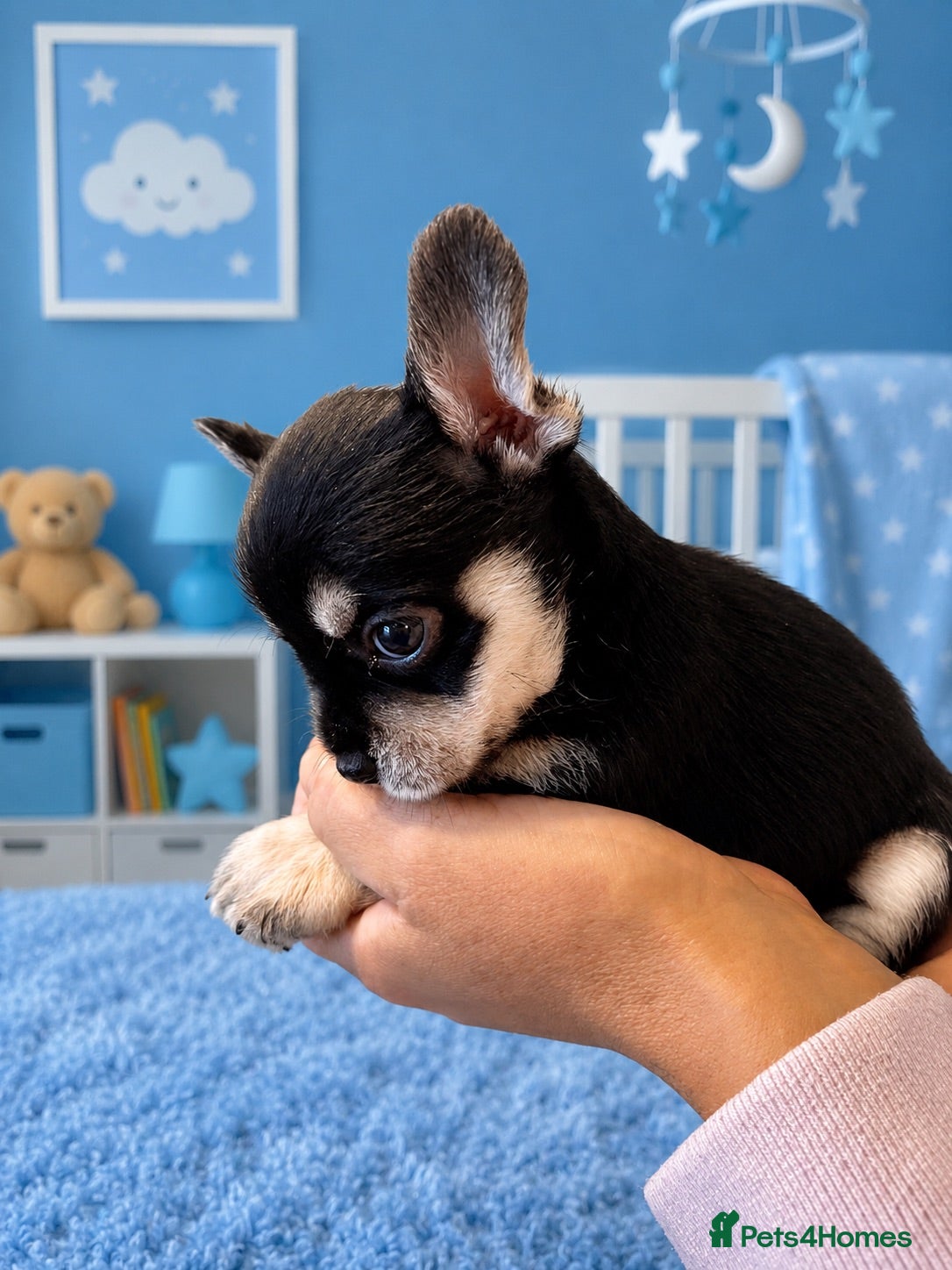 Chihuahua dogs Beautiful Chihuahua puppies  - Advert 4
