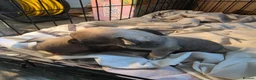 Chihuahua dogs for sale: 2 female pups - Advert 6