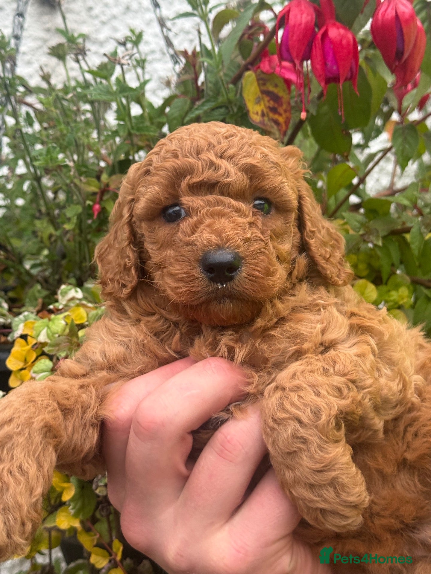 Miniature Poodle dogs One Male Red Miniature Poodle - Advert 1
