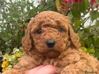 Miniature Poodle dogs One Male Red Miniature Poodle - Advert 1