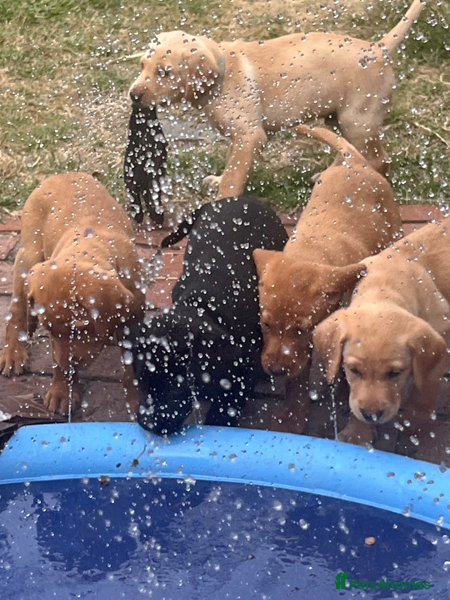 Labrador Retriever dogs KC REG parents: special adorable pups  - Advert 2