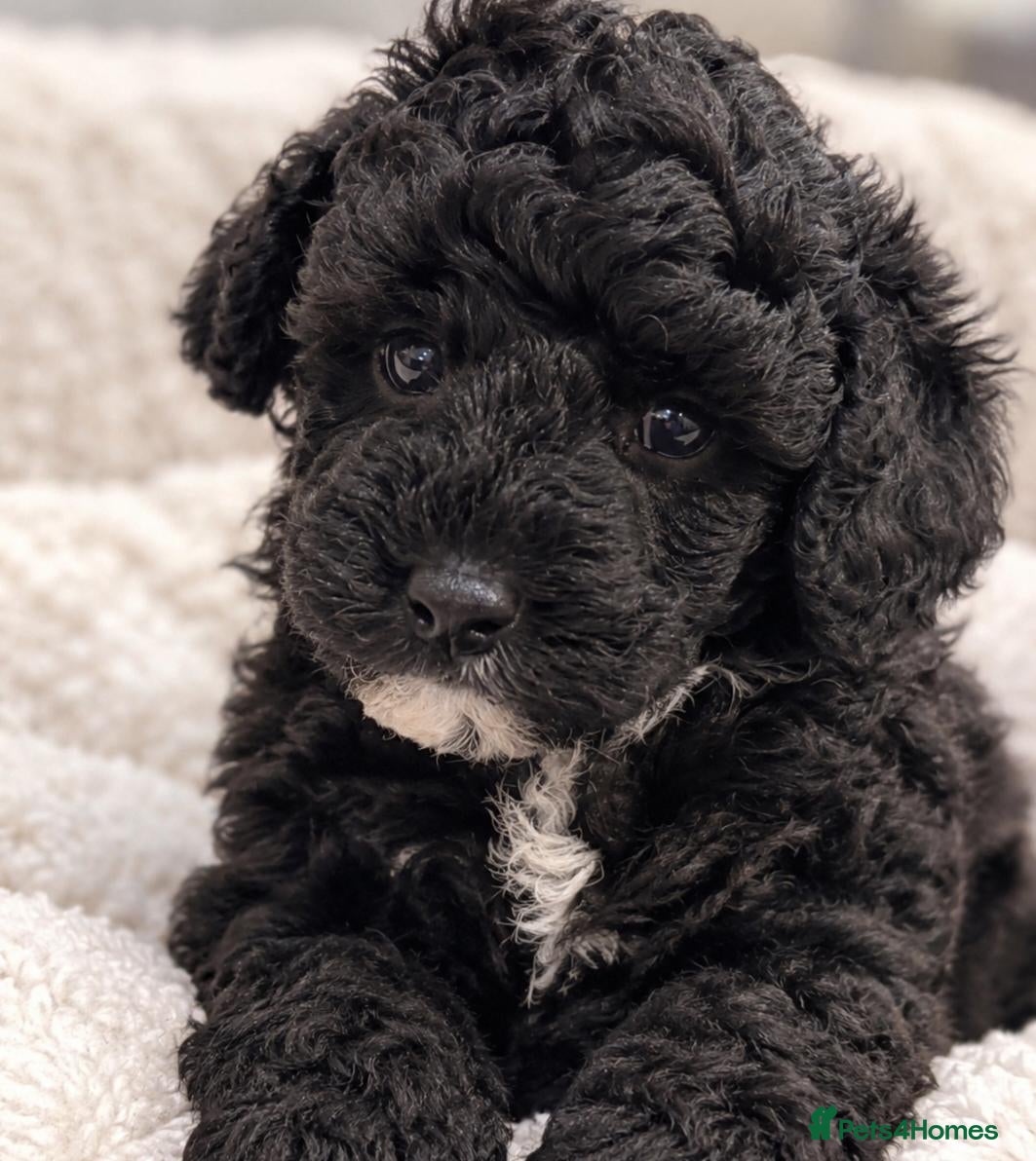 Poochon dogs One gorgeous boy remaining  - Advert 2