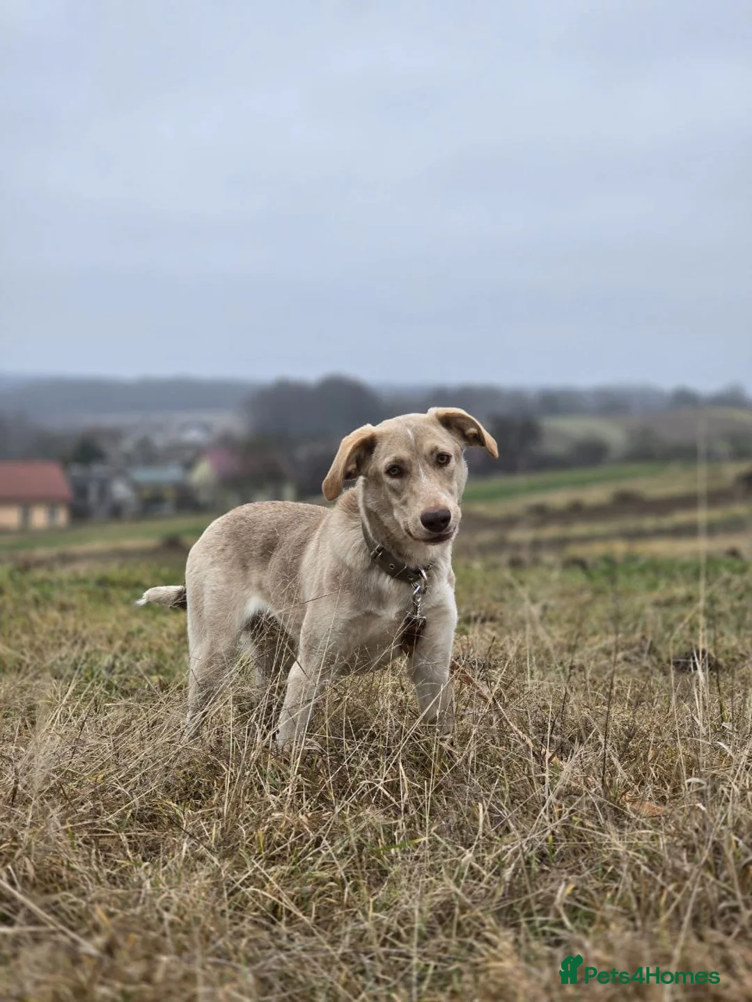 Mixed Breed dogs for adoption: URGENT: ❤️Jena❤️- amazing a 1 year old girl - Advert 17