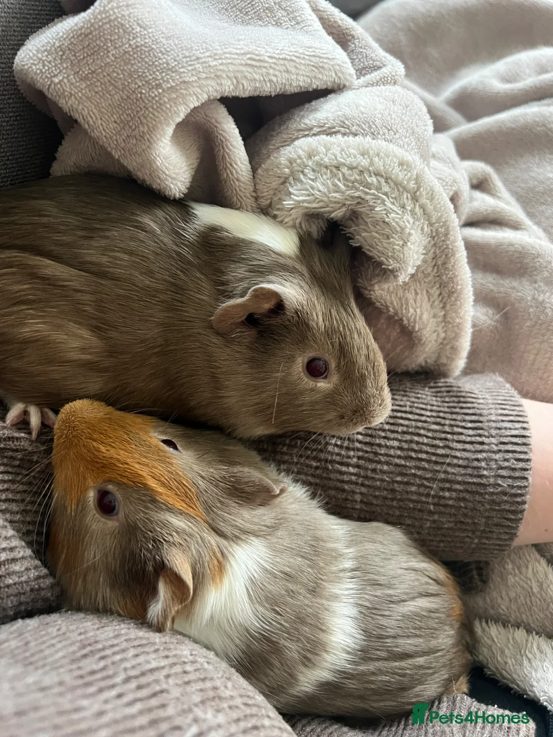 Guinea Pig rodents for sale: Two beautiful male guinea pigs- Pumpkin and Toffee in Bourne - Advert 1