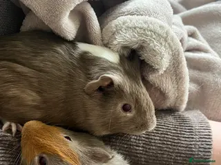 Guinea Pig rodents Two beautiful male guinea pigs- Pumpkin and Toffee - Advert 15