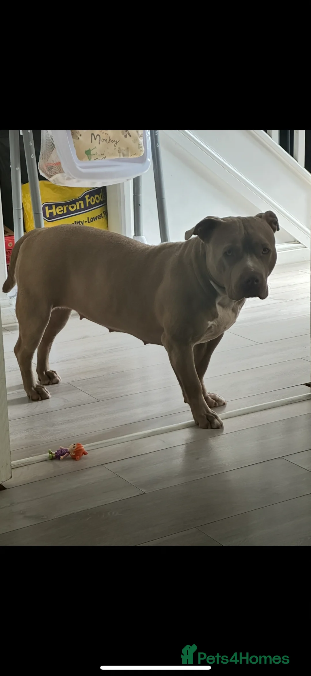 American Bully dogs for sale: American bully  - Advert 2